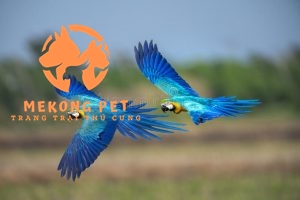 Giống vẹt macaw rất thông minh, chúng có thể bay đi và quay về với chủ nhân